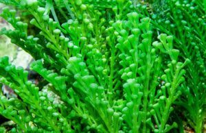 Μύθος: Το Φύκι Εισβολέας Caulerpa “δραπέτευσε” από ενυδρείο. Αλήθεια: Το έφεραν τα πετρελαιοφόρα =Debunking Myth: Monaco Aquarium kelp invasion!!