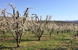 Ελλάδα: Μια ζώνη Βαρειάς Βιομηχανίας στην εποχή των 100% ΑΠΕ;