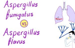 Ξύπνησε το Τέρας Κάντιδα! Και άλλα τέρατα της κλιματικής αλλαγής.