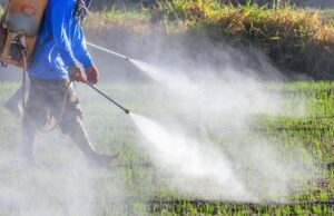 Να σταματήσει τώρα η παράνομη ζιζανιοκτονία! Καταγγελία