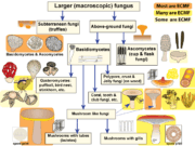 Το “Wood Wide Web”: Το υπόγειο δια-δίκτυο των δασών: Οι Μυκόριζες. Η απειλή της κλιματικής αλλαγής και εφαρμόσιμες λύσεις.