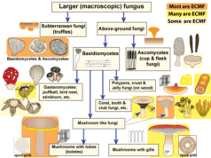 Το “Wood Wide Web”: Το υπόγειο δια-δίκτυο των δασών: Οι Μυκόριζες. Η απειλή της κλιματικής αλλαγής και εφαρμόσιμες λύσεις.