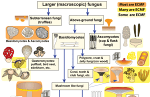 Το “Wood Wide Web”: Το υπόγειο δια-δίκτυο των δασών: Οι Μυκόριζες. Η απειλή της κλιματικής αλλαγής και εφαρμόσιμες λύσεις.